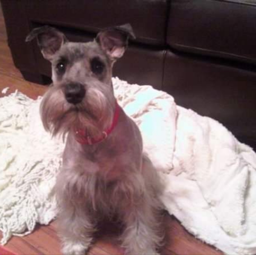 Meet your Posher, Posh